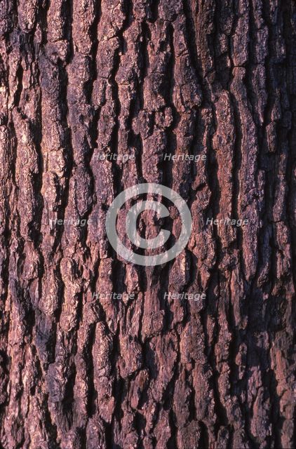 Oak Tree Bark, 20th century. Artist: CM Dixon.