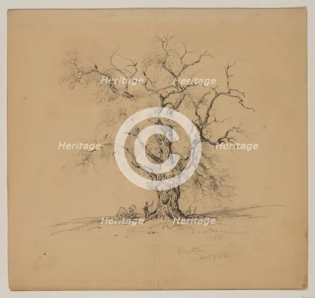 Oak Tree, Kingston, September 7th, 1838, 1838. Creator: John William Casilear.