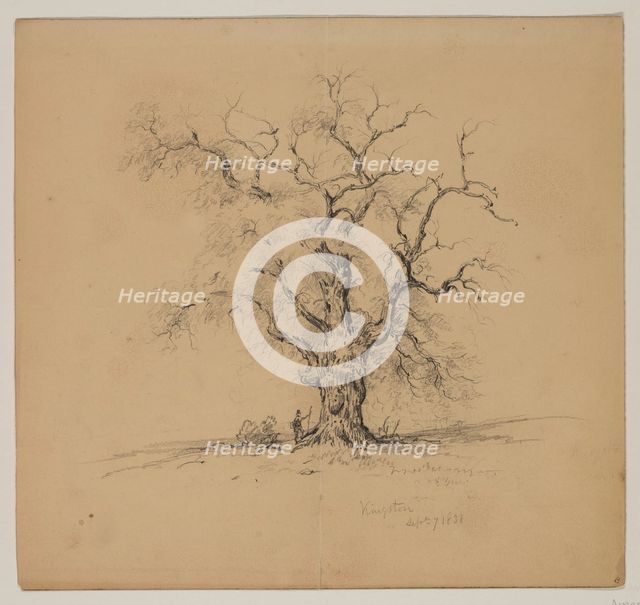 Oak Tree, Kingston, September 7th, 1838, 1838. Creator: John William Casilear.