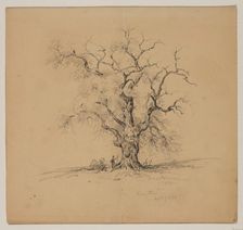 Oak Tree, Kingston, September 7th, 1838, 1838. Creator: John William Casilear