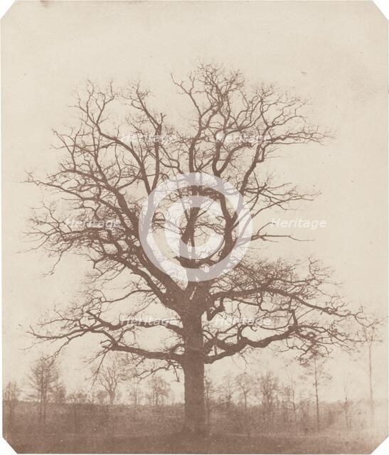 Oak Tree, mid-1840s. Creator: William Henry Fox Talbot.