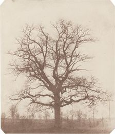 Oak Tree, mid-1840s. Creator: William Henry Fox Talbot
