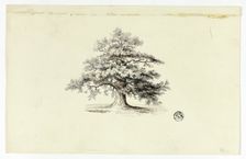 Oak Tree, n.d. Creator: Unknown