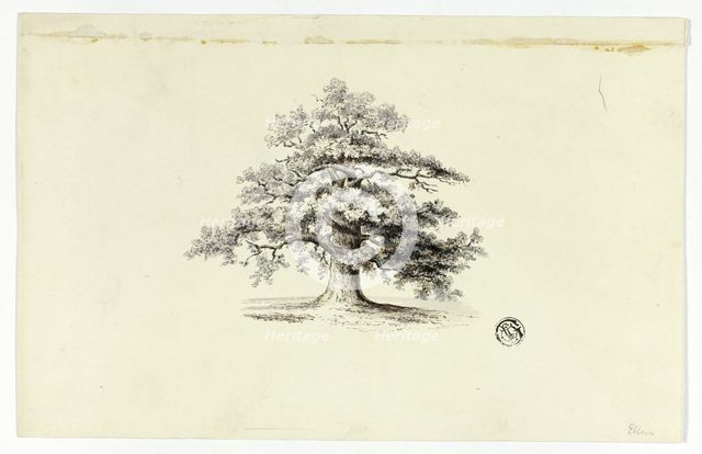 Oak Tree, n.d. Creator: Unknown.