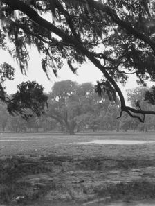 Oak trees, New Orleans, between 1920 and 1926. Creator: Arnold Genthe