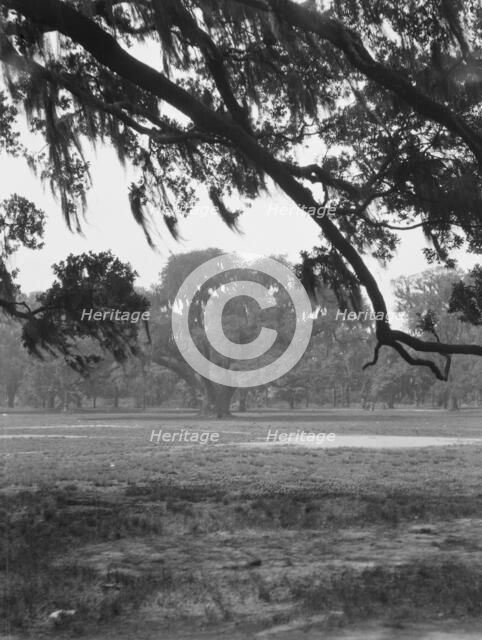 Oak trees, New Orleans, between 1920 and 1926. Creator: Arnold Genthe.
