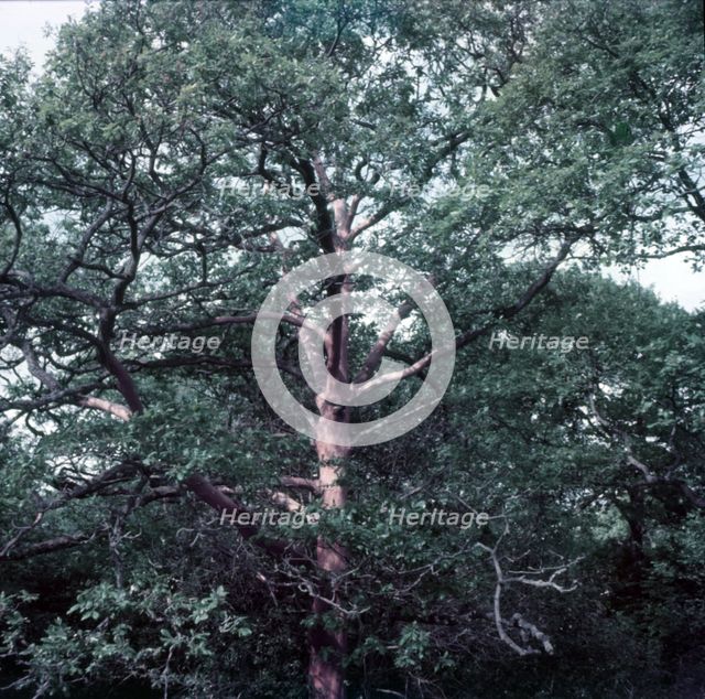 Oak trees stripped of bark by insects, Forest of Dean, c1955.  Creator: Arthur Charles Kirby Ware.