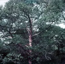 Oak trees stripped of bark by insects, Forest of Dean, c1955. Creator: Arthur Charles Kirby Ware