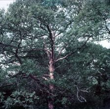 Oak trees stripped of bark by insects, Forest of Dean, c1955. Creator: Arthur Charles Kirby Ware