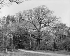 Oaks, Waverly, between 1900 and 1906. Creator: Unknown