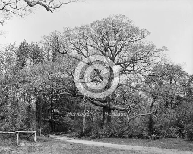 Oaks, Waverly, between 1900 and 1906. Creator: Unknown.