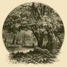 Oaks at Bradgate 1898. Creator: Unknown