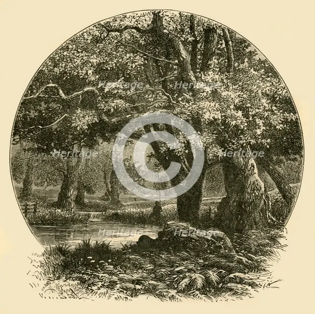 'Oaks at Bradgate', 1898. Creator: Unknown.