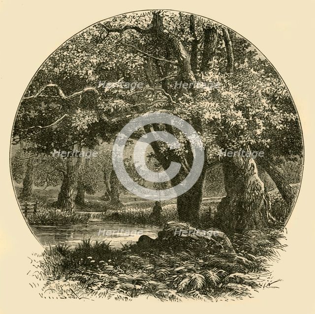 'Oaks at Bradgate', 1898. Creator: Unknown.
