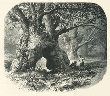 Oaks in Needwood Forest c1870