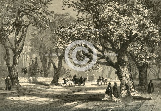 'Oaks of Oakland', 1874.  Creator: Unknown.