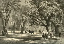 Oaks of Oakland 1874. Creator: Unknown