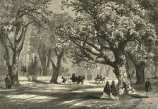 Oaks of Oakland 1874. Creator: Unknown