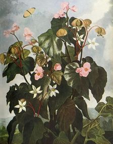 Oblique-leaved Begonia c1800, (1948). Creator: Caldwell