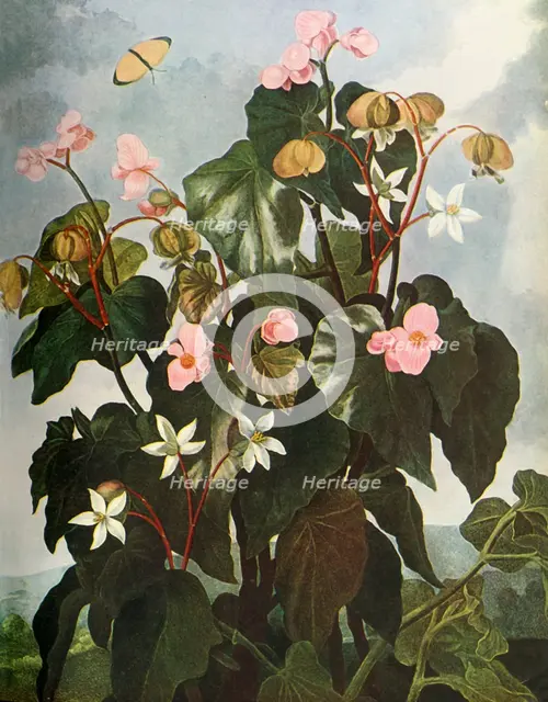 'Oblique-leaved Begonia', c1800, (1948). Creator: Caldwell.