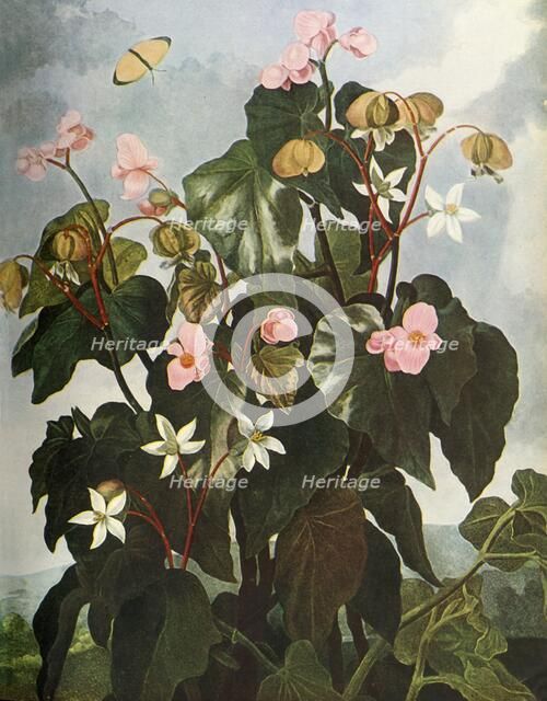 'Oblique-leaved Begonia', c1800, (1948). Creator: Caldwell.