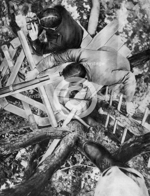 Observation post in a tree, Woevre, France, World War I, c1914. Artist: Unknown