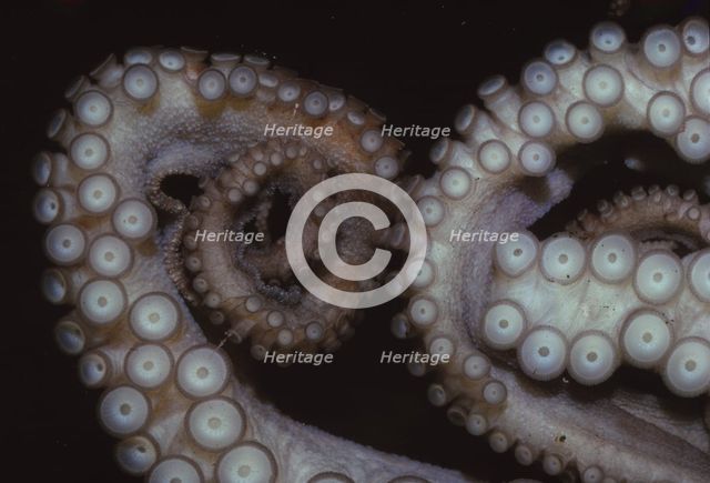 Octopus (Octopus vulgaris), Tentacles, 20th century. Artist: CM Dixon.