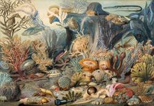 Ocean Life. Creators: James M. Sommerville, Christian Schussele