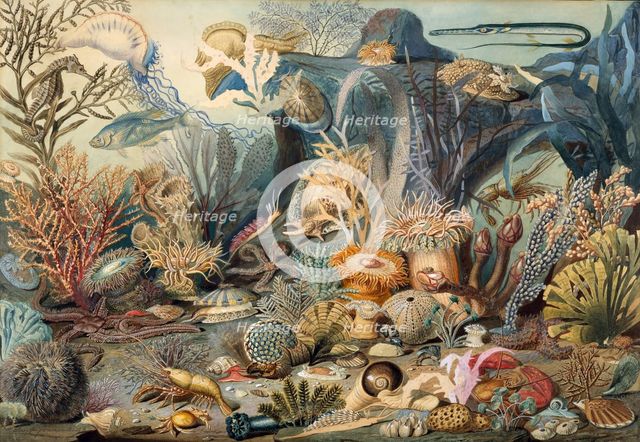 Ocean Life. Creators: James M. Sommerville, Christian Schussele.