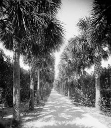 Ocean walk, Palm Beach, Fla., 1902. Creator: Unknown