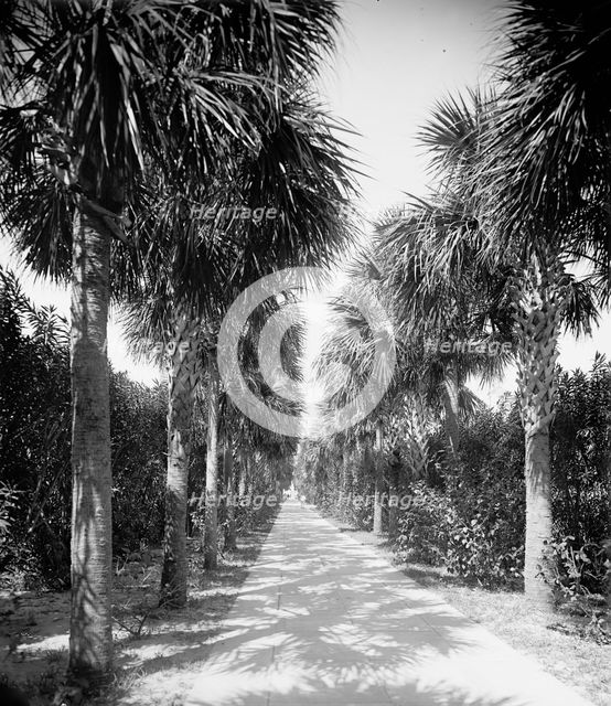 Ocean walk, Palm Beach, Fla., 1902. Creator: Unknown.