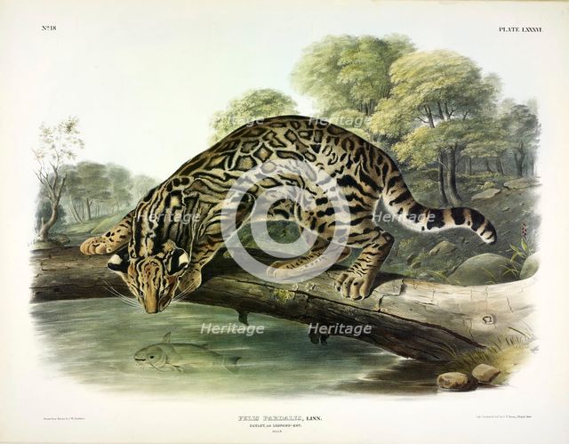 Ocelot, Felis Pardalis, 1845.
