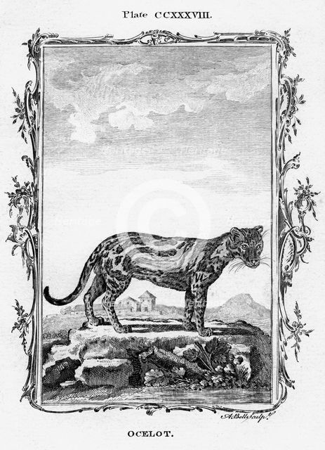 Ocelot.Artist: A Bell