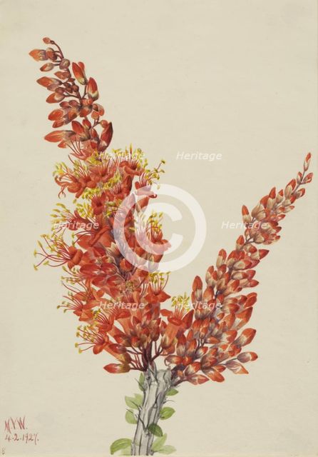 Ocotillo (Fouquieria splendens), 1927. Creator: Mary Vaux Walcott.
