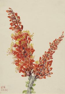 Ocotillo (Fouquieria splendens), 1927. Creator: Mary Vaux Walcott