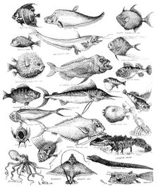 Odd fish at the International Fisheries Exhibition, 1883. Creator: Unknown