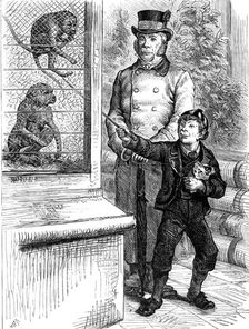 Odd sketches at the Zoological Society's Gardens: the monkeys, 1880. Creator: Unknown