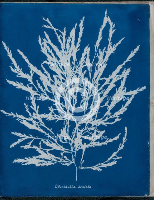 Odonthalia dentata, 1843 or 1844. Creator: Anna Atkins.