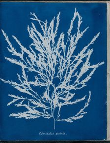 Odonthalia dentata, 1843 or 1844. Creator: Anna Atkins