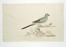Oena capensis (Namaqua dove), 1777-1786. Creator: Robert Jacob Gordon