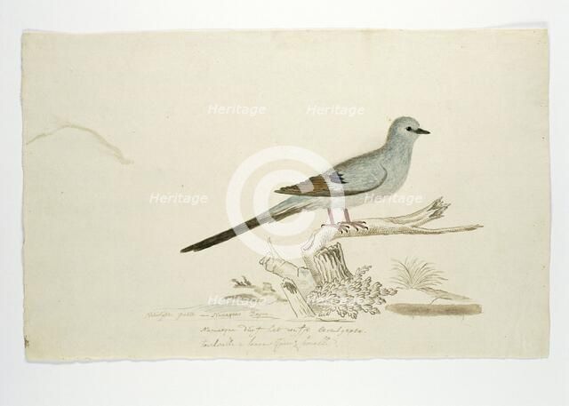 Oena capensis (Namaqua dove), 1777-1786. Creator: Robert Jacob Gordon.