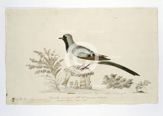 Oena capensis (Namaqua dove), 1778. Creator: Robert Jacob Gordon.