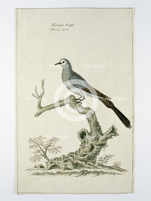 Oena capensis (Namaqua dove), c.1778. Creator: Robert Jacob Gordon.