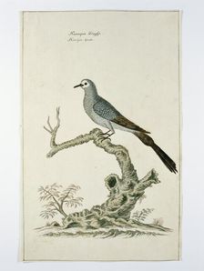 Oena capensis (Namaqua dove), c.1778. Creator: Robert Jacob Gordon