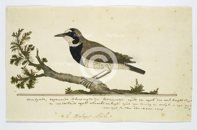 Oenanthe pileata (Capped Wheatear or Hoëveldskaapwagter in Afrikaans), 1778. Creator: Robert Jacob Gordon.