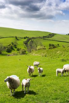 Offa's Dyke, Llanfair Hill, Herefordshire, 2009. Artist: Historic England Staff Photographer