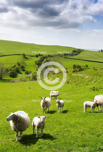 Offa's Dyke, Llanfair Hill, Herefordshire, 2009. Artist: Historic England Staff Photographer.