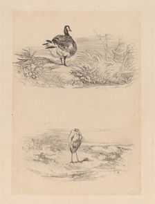 Oie, Heron. Creator: Karl Bodmer