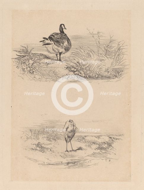 Oie, Heron. Creator: Karl Bodmer.