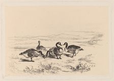 Oies bernacles. Creator: Karl Bodmer